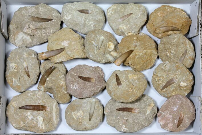 Lot: Real Fossil Plesiosaur Teeth In Matrix - Pieces #119613